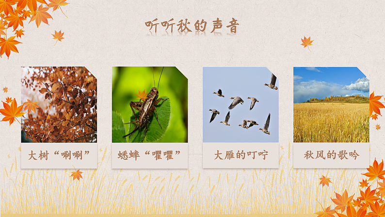 【核心素养-任务群】部编版语文三上 7《听听，秋的声音》课件+教案+音视频素材+课文朗读07