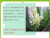 4.2《呼吸作用》課件+教案