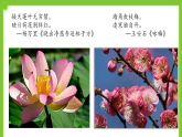 5.3《生殖器官的生長》課件+教案