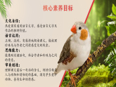 【新课标-核心素养】部编版语文五上 4《珍珠鸟》课件+教案+音视频素材