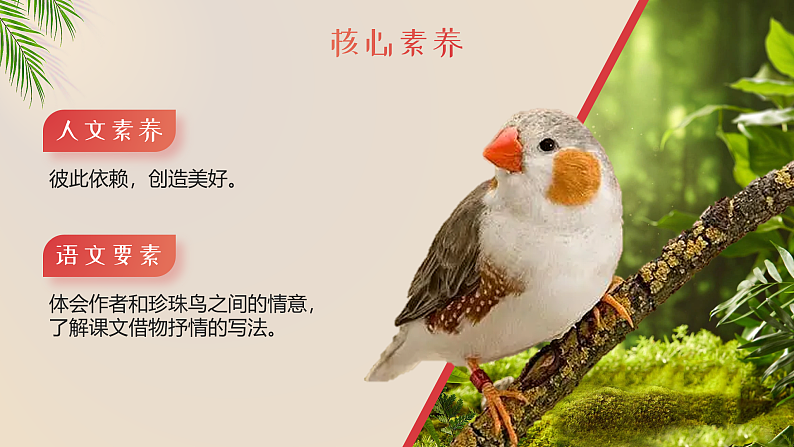 【新课标-核心素养】部编版语文五上 4《珍珠鸟》课件+教案+音视频素材05