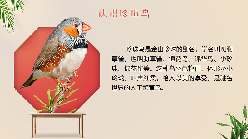 【新课标-核心素养】部编版语文五上 4《珍珠鸟》课件+教案+音视频素材07