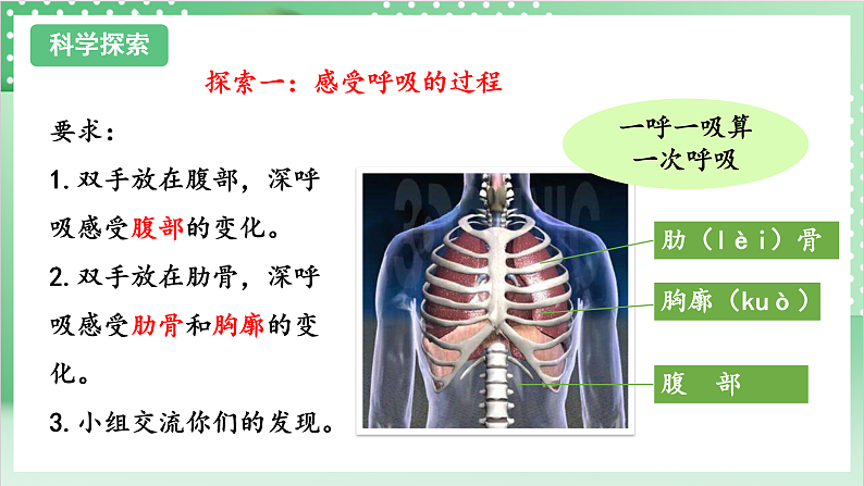 教科版科学四年级上册2.1 《感受我们的呼吸》  课件+教案+素材08