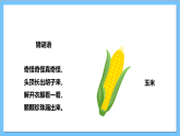 【核心素養(yǎng)】人教版音樂(lè)二上3.4《種玉米》課件+教案+素材