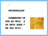 【核心素養(yǎng)】人教版音樂(lè)二上3.4《種玉米》課件+教案+素材