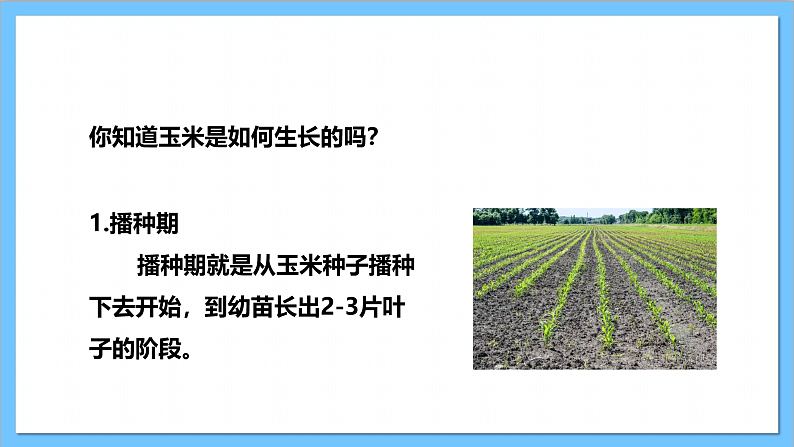 【核心素养】人教版音乐二上3.4《种玉米》课件+教案+素材06