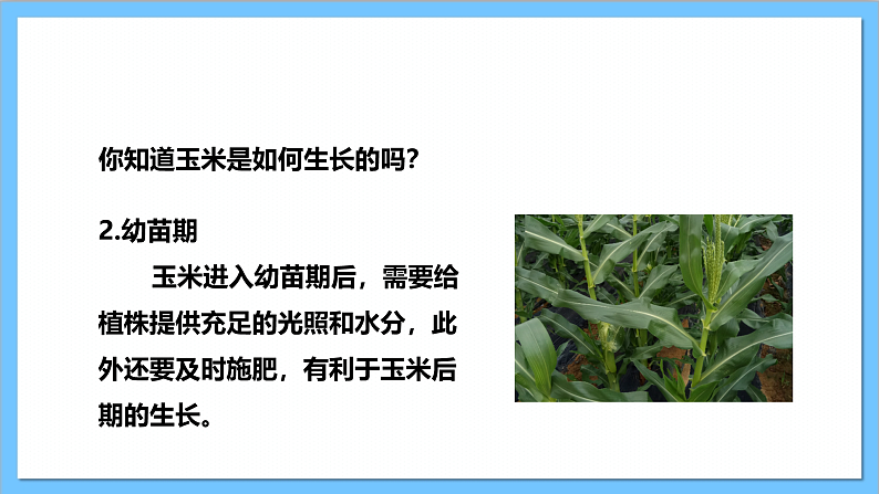 【核心素养】人教版音乐二上3.4《种玉米》课件+教案+素材07