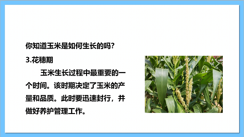 【核心素养】人教版音乐二上3.4《种玉米》课件+教案+素材08