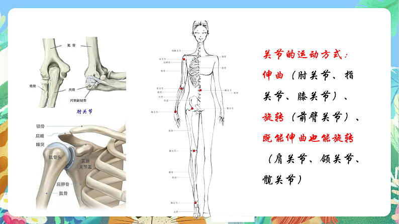 教科版科学五年级上册4.2《身体的运动》课件+教案+课后练习+学习任务单+素材08