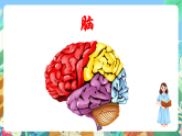 教科版科學(xué)五年級(jí)上冊(cè)4.4《身體的總指揮》課件+教案+課后練習(xí)+學(xué)習(xí)任務(wù)單+素材