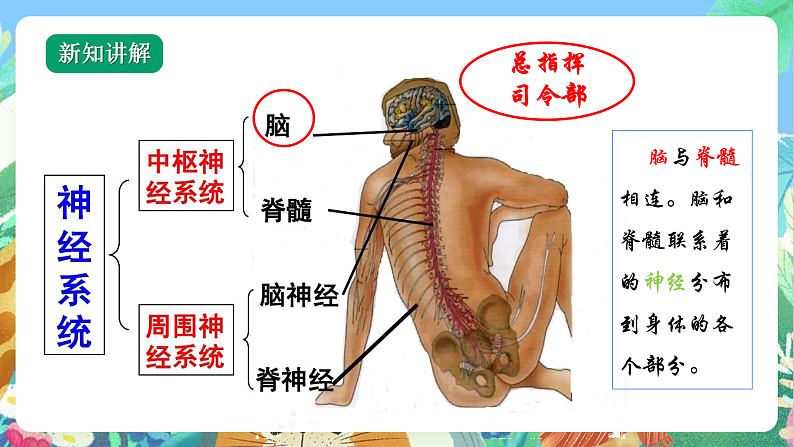 教科版科学五年级上册4.4《身体的总指挥》课件+教案+课后练习+学习任务单+素材07