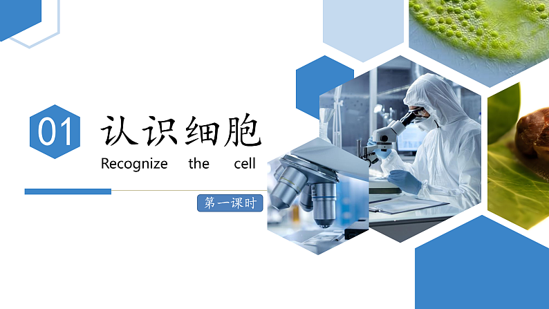 【核心素养】人教版生物七年级上册 1.2.1 学习使用显微镜（教学课件+同步教案+同步练习）05