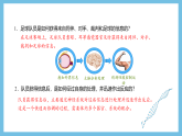 人教版高二生物選擇性必修一 2.1 《神經(jīng)系統(tǒng)的結(jié)構(gòu)基礎(chǔ)》課件