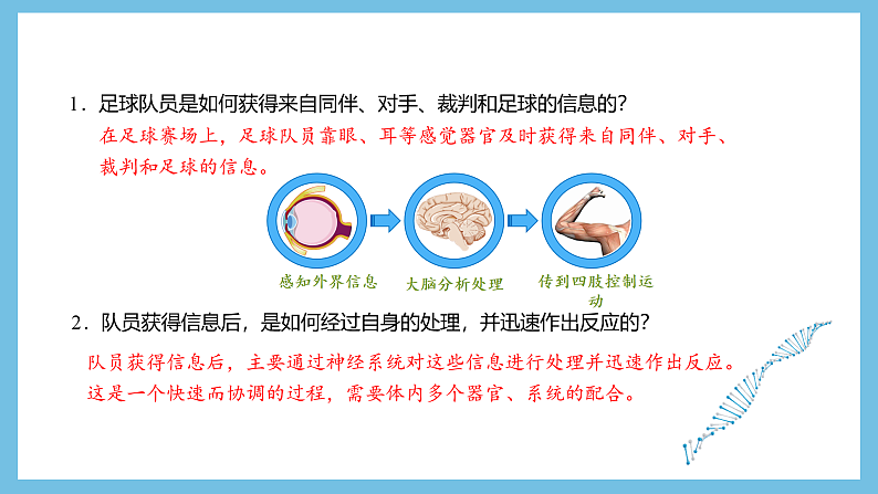 人教版高二生物选择性必修一 2.1 《神经系统的结构基础》课件04