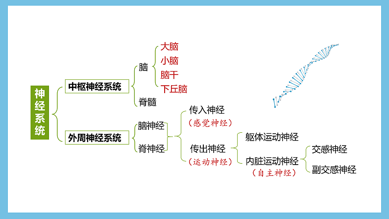 人教版高二生物选择性必修一 2.1 《神经系统的结构基础》课件07