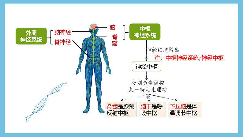 人教版高二生物选择性必修一 2.1 《神经系统的结构基础》课件08