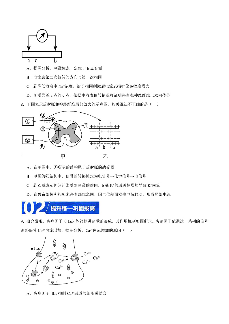人教版高二生物选择性必修一 2.3.1 《兴奋在神经纤维上的传导》分层练习（原卷版）第3页