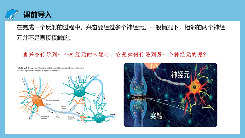 人教版高二生物选择性必修一 2.3.2 《兴奋在神经纤维上的传导》课件03