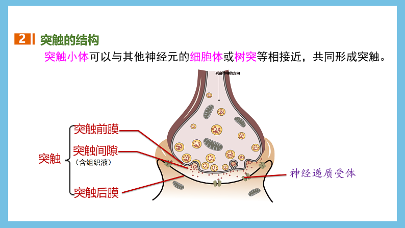 人教版高二生物选择性必修一 2.3.2 《兴奋在神经纤维上的传导》课件06