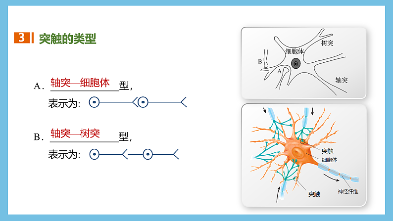 人教版高二生物选择性必修一 2.3.2 《兴奋在神经纤维上的传导》课件07