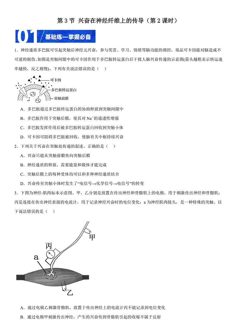 人教版高二生物选择性必修一 2.3.2 《兴奋在神经纤维上的传导》分层练习（原卷+解析卷）01