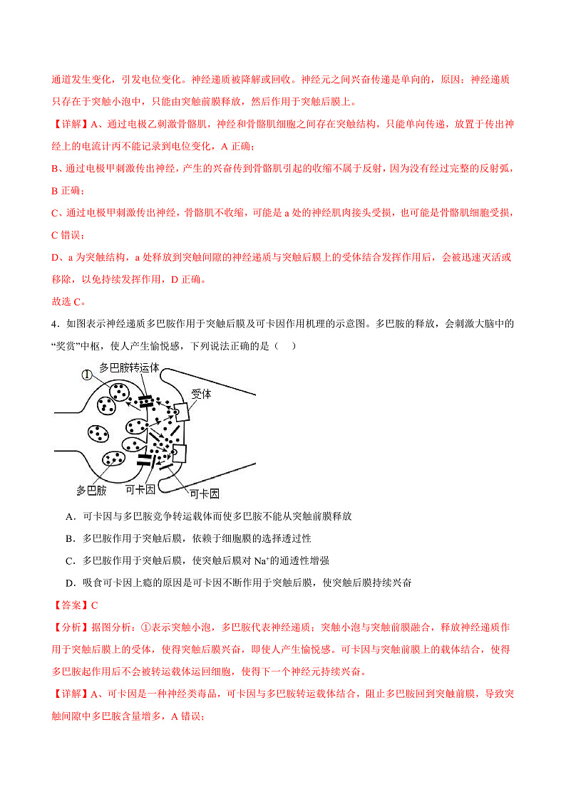 人教版高二生物选择性必修一 2.3.2 《兴奋在神经纤维上的传导》分层练习（原卷+解析卷）03
