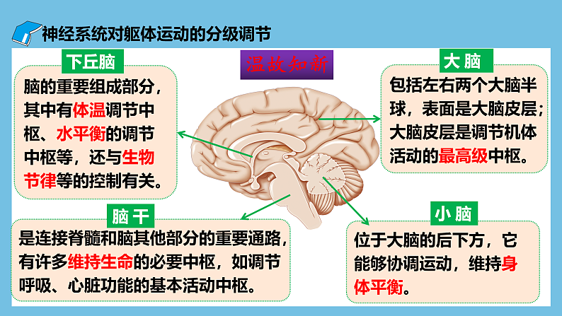 人教版高二生物选择性必修一 2.4 《神经系统的分级调节》课件07