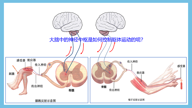 人教版高二生物选择性必修一 2.4 《神经系统的分级调节》课件08
