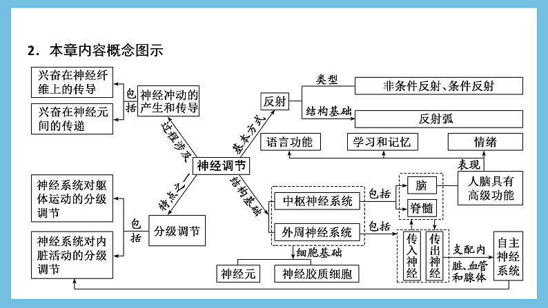 人教版高二生物选择性必修一 第2章 《神经调节》复习课件04