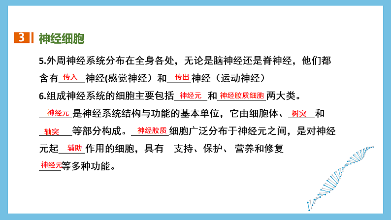 人教版高二生物选择性必修一 第2章 《神经调节》复习课件08