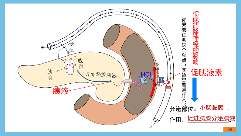 人教版高二生物选择性必修一 3.1.1《激素的发现及研究实例》课件08
