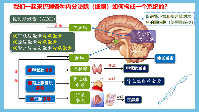 人教版高二生物选择性必修一 3.1.2 《内分泌系统的组成和功能》课件第8页
