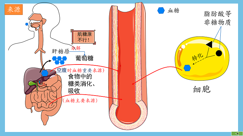 人教版高二生物选择性必修一 3.2.1 《血糖平衡的调节》课件07