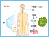 人教版高二生物选择性必修一 3.2.2 《甲状腺激素的分级调节和激素调节的特点》课件