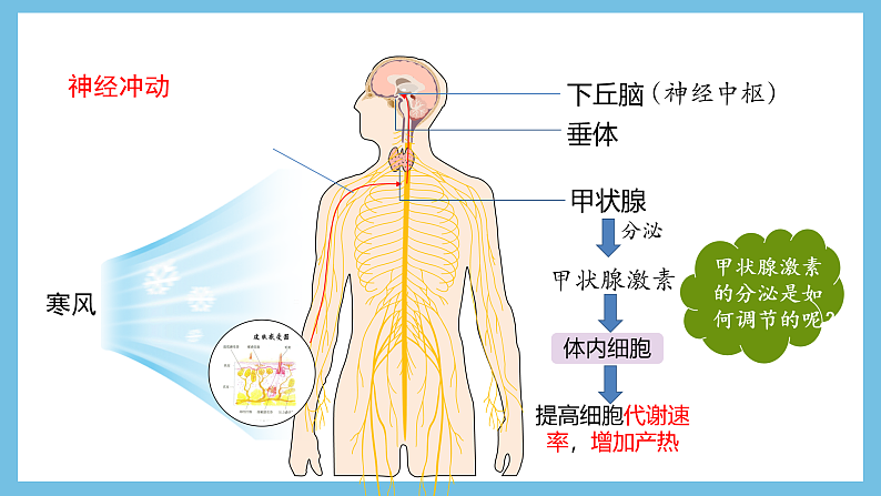 人教版高二生物选择性必修一 3.2.2 《甲状腺激素的分级调节和激素调节的特点》课件04