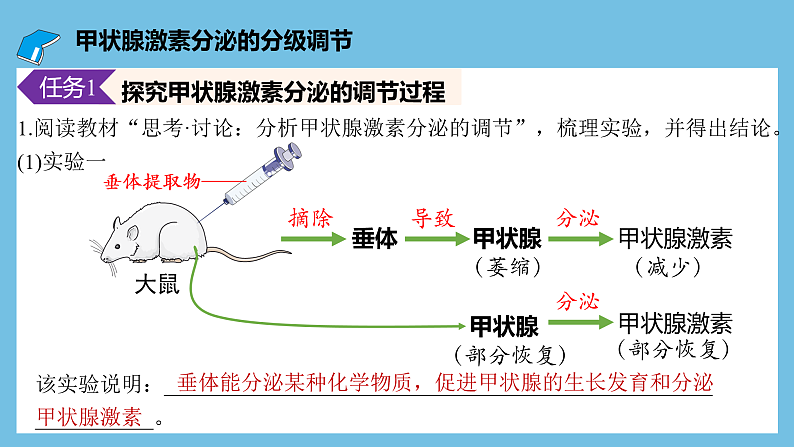 人教版高二生物选择性必修一 3.2.2 《甲状腺激素的分级调节和激素调节的特点》课件06