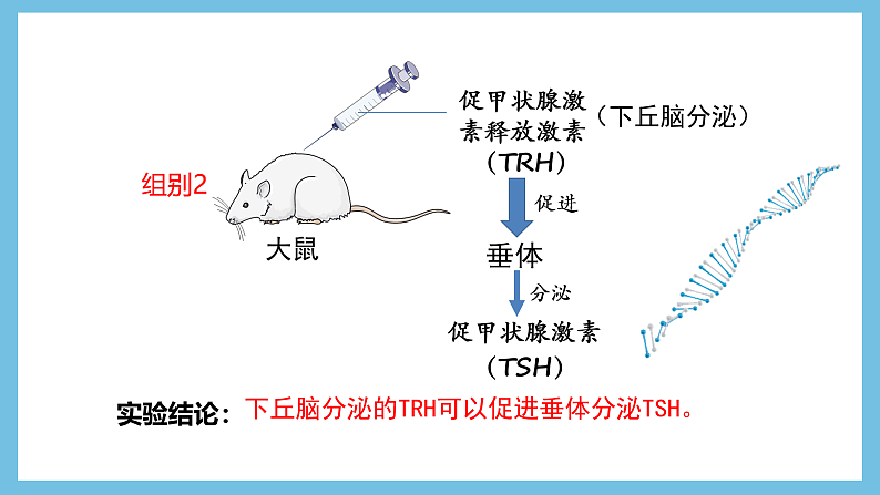 人教版高二生物选择性必修一 3.2.2 《甲状腺激素的分级调节和激素调节的特点》课件07