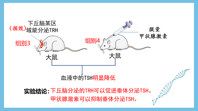 人教版高二生物选择性必修一 3.2.2 《甲状腺激素的分级调节和激素调节的特点》课件08