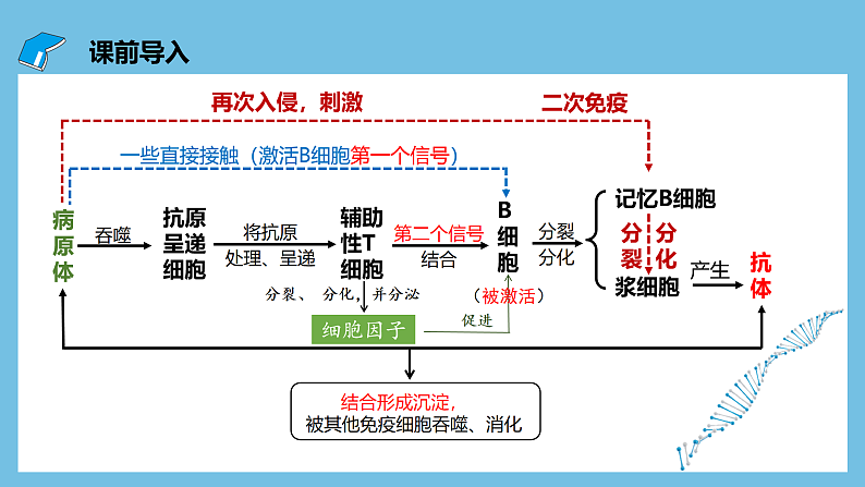 人教版高二生物选择性必修一 4.2.2《细胞免疫及体液免疫和细胞免疫的协调配合》课件03