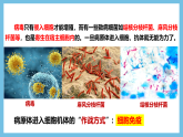 人教版高二生物选择性必修一 4.2.2《细胞免疫及体液免疫和细胞免疫的协调配合》课件