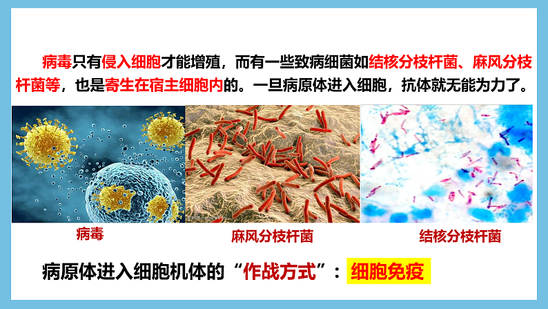 人教版高二生物选择性必修一 4.2.2《细胞免疫及体液免疫和细胞免疫的协调配合》课件04