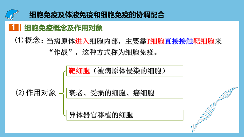 人教版高二生物选择性必修一 4.2.2《细胞免疫及体液免疫和细胞免疫的协调配合》课件06