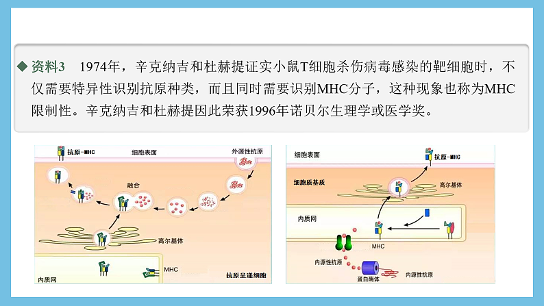 人教版高二生物选择性必修一 4.2.2《细胞免疫及体液免疫和细胞免疫的协调配合》课件08