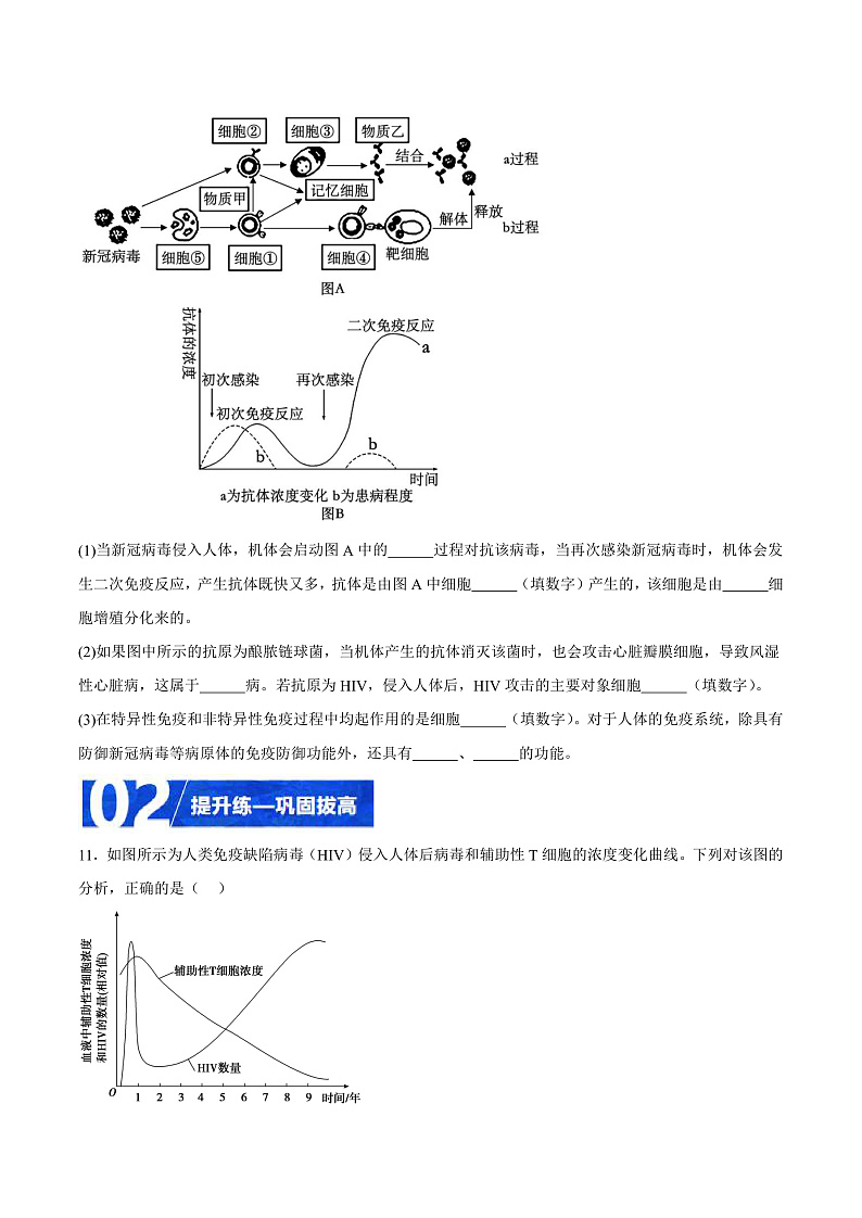 人教版高二生物选择性必修一 4.3 《免疫失调》分层练习（原卷+解析卷）03
