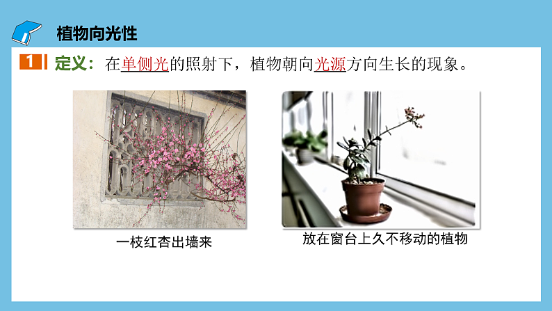 人教版高二生物选择性必修一 5.1.1 《生长素的发现过程》课件05
