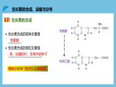 人教版高二生物选择性必修一 5.1.2 《生长素的合成、运输与分布和生长素的生理作用》课件