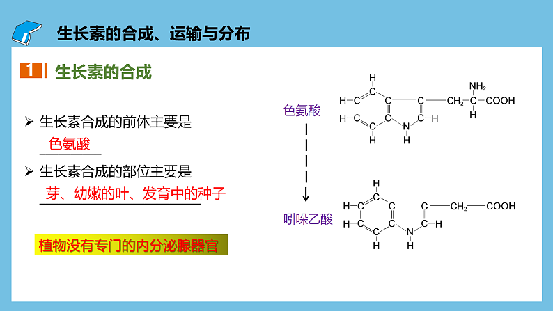 人教版高二生物选择性必修一 5.1.2 《生长素的合成、运输与分布和生长素的生理作用》课件04