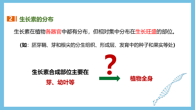 人教版高二生物选择性必修一 5.1.2 《生长素的合成、运输与分布和生长素的生理作用》课件05