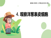 【核心素养】教科版科学六年级上册 1.4 观察洋葱表皮细胞（教学课件+同步教案）