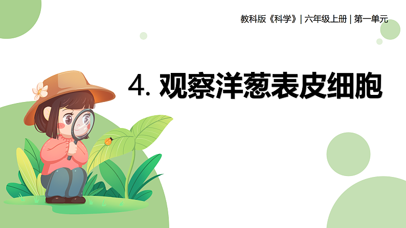 【核心素养】教科版科学六年级上册 1.4 观察洋葱表皮细胞（教学课件+同步教案）01